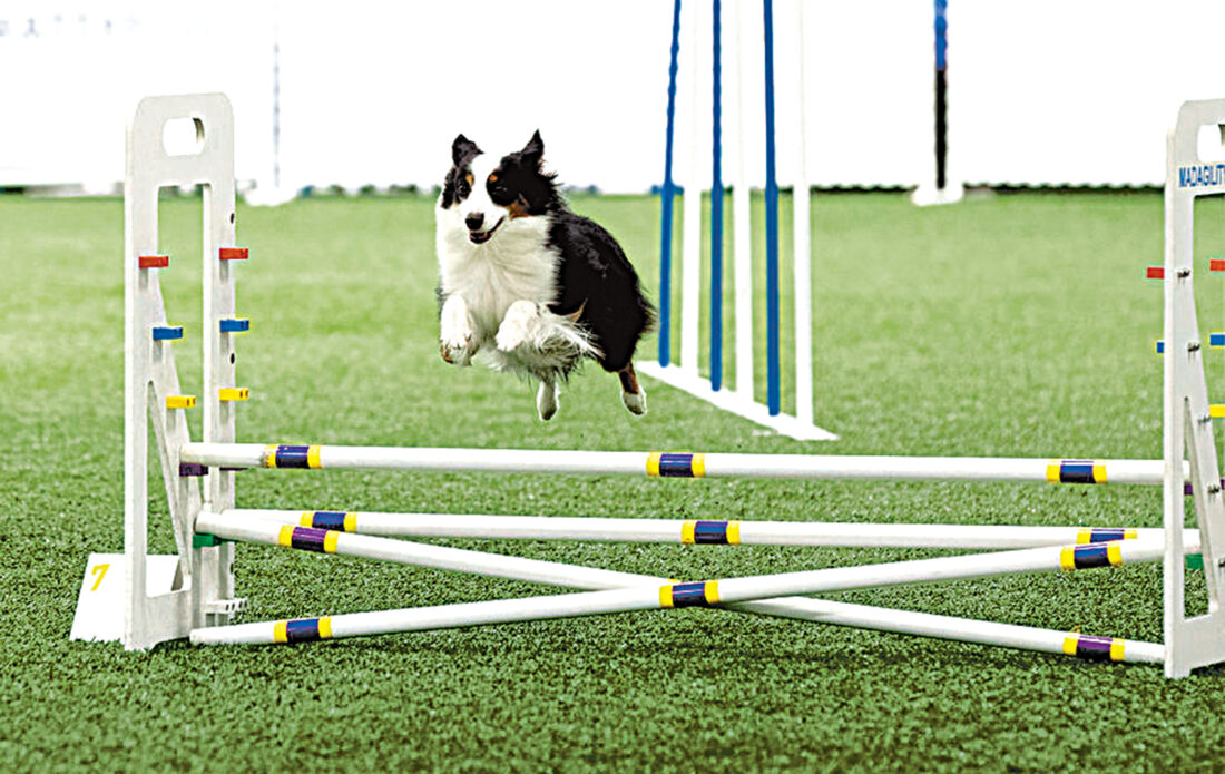 Camaraderie, classes & more: Dog Obedience Club trains canines — and owners